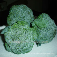 vegetable for dubai/vegetable for dubai/adult broccoli costume